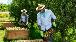 Crop Pickers Jobs in Canada with Visa Sponsorship for immigrants 